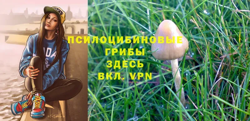 Галлюциногенные грибы Psilocybine cubensis  продажа наркотиков  Вязники 